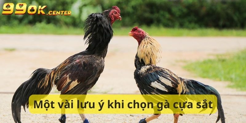 Một số lưu ý về cách chọn gà đá cựa sắt